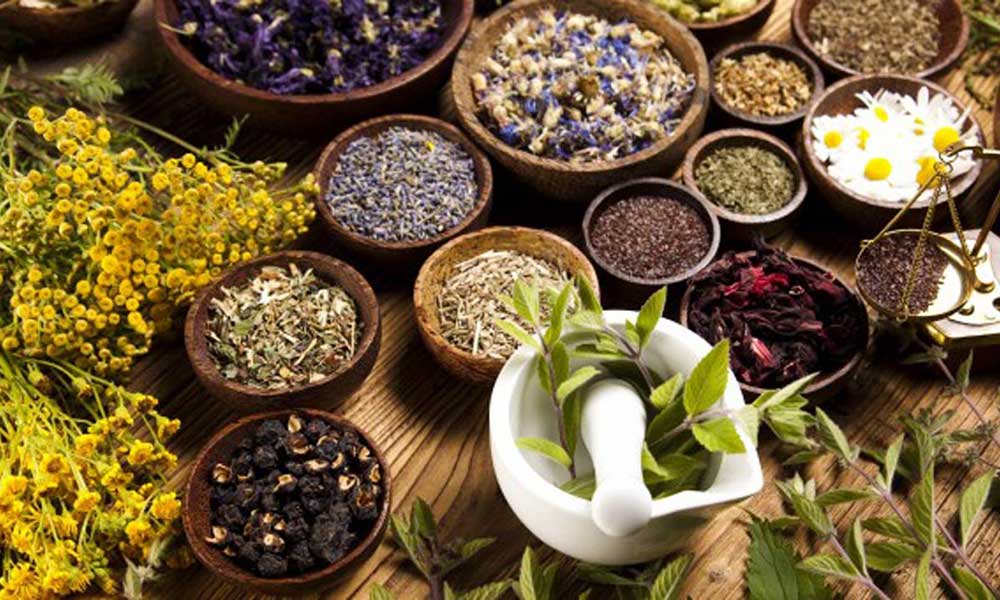 Herbal Academy – Curriculums in Herbal Medicine